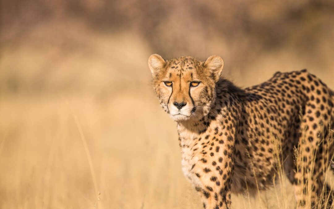 5 Days Tanzania Budget Joining Safari