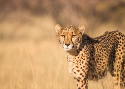 5 Days Tanzania Budget Joining Safari