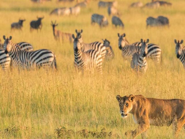 12 Days Tanzania Wildlife Safari & Culture Tour