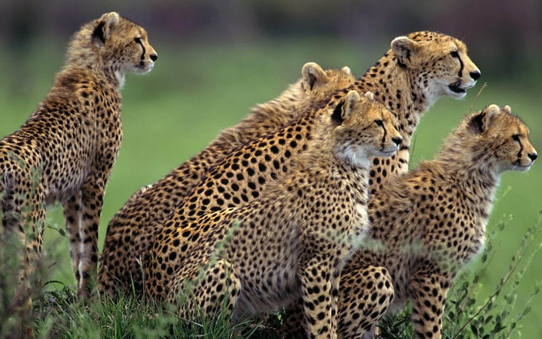 3 Days Tanzania Budget Joining Safari