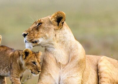 6 Days Tanzania Budget Joining Safari