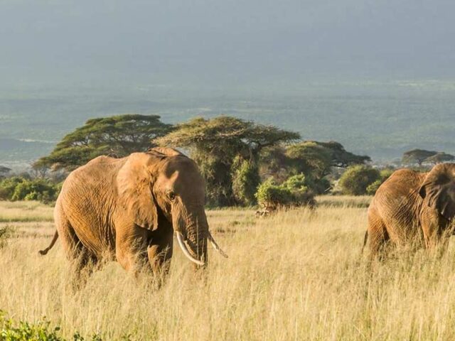 4 Days Tanzania Budget Joining Safari