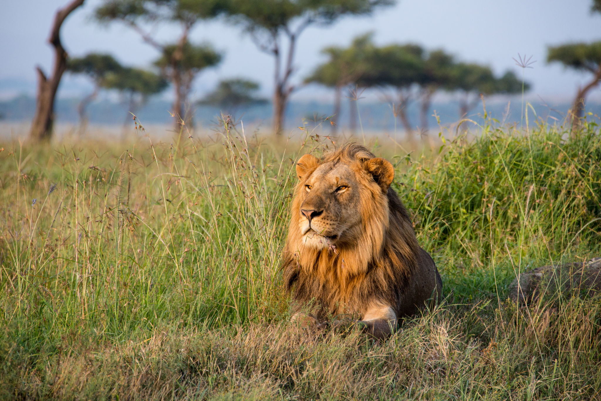 5 Days Tanzania Lodge Safari