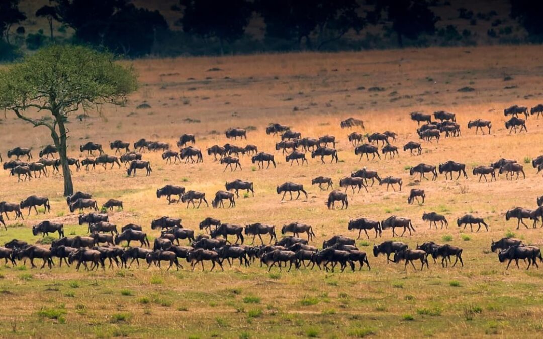 7 Days Safari to see Migration at Lake Ndutu