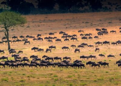 7 Days Safari to see Migration at Lake Ndutu