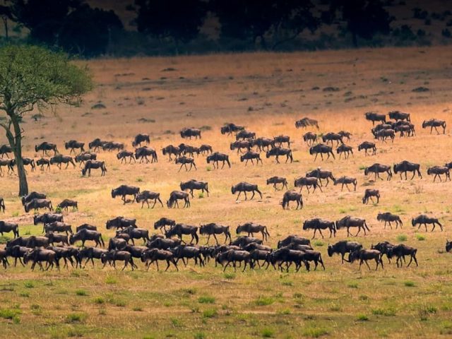 7 Days Safari to see Migration at Lake Ndutu