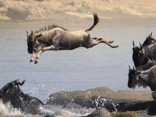 14 Days Lodge Safari to Wildebeest Migration