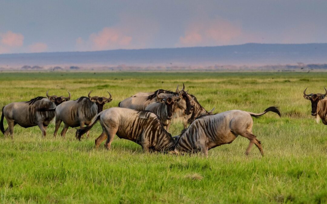 6 Days Tanzania Budget Joining Safari