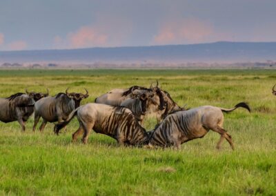 6 Days Tanzania Budget Joining Safari