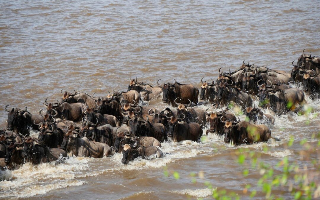 14-Day Lodge Safari: Witness the Spectacular Wildebeest Migration