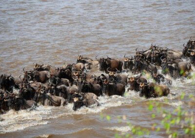 14-Day Lodge Safari: Witness the Spectacular Wildebeest Migration