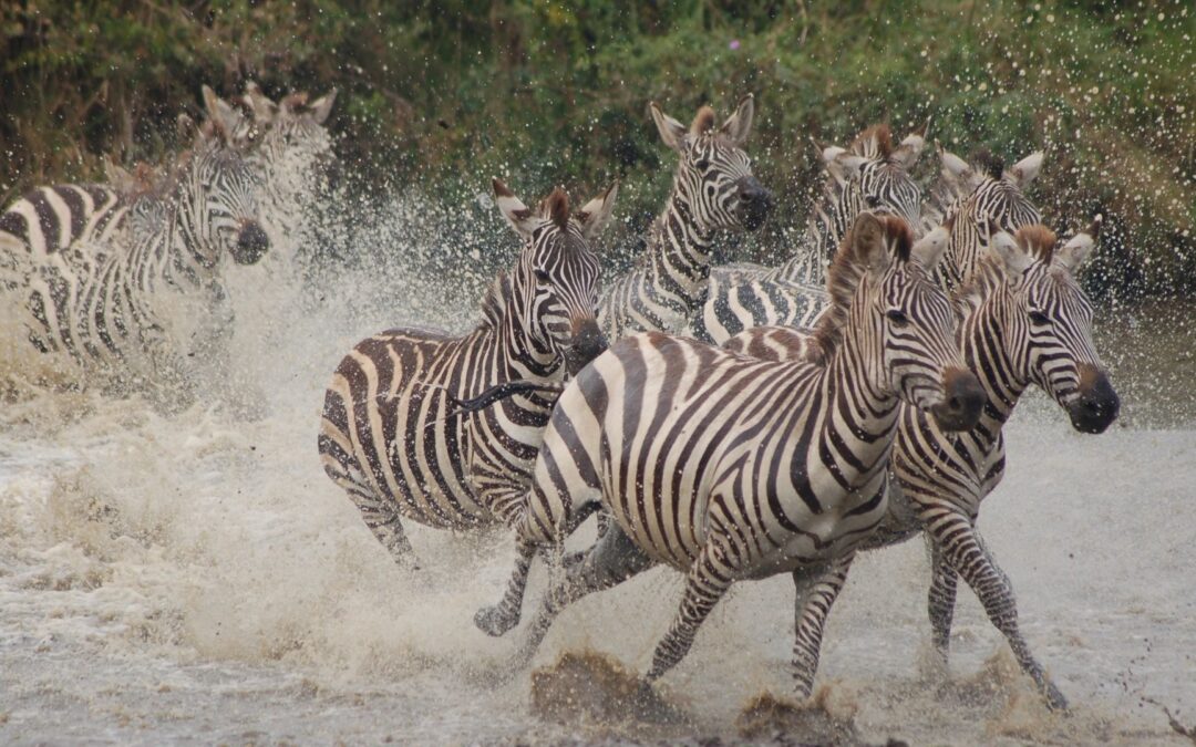 2 Days Tanzania Budget Joining Safari