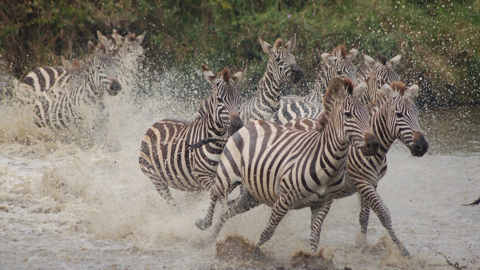 2 Days Tanzania Budget Joining Safari